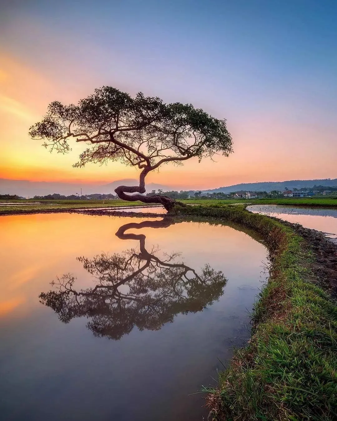 每一棵树都是活着的风景