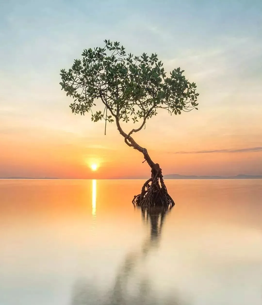 每一棵树都是活着的风景