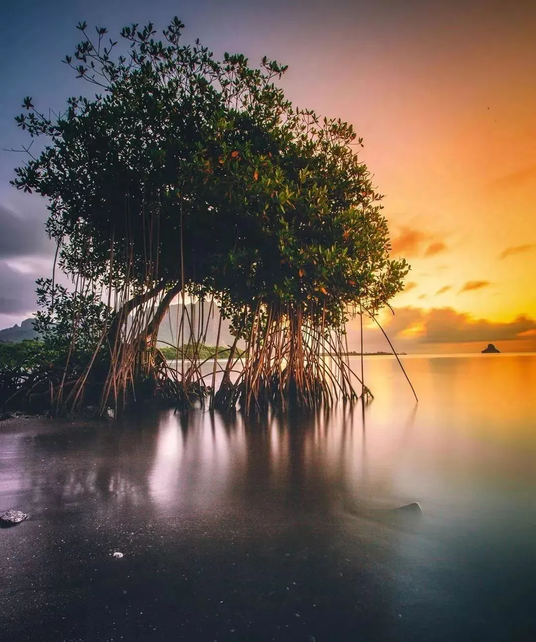 每一棵树都是活着的风景