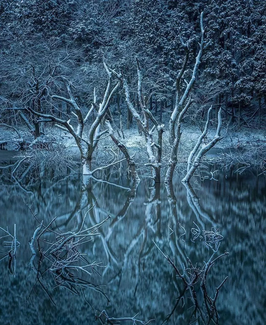 每一棵树都是活着的风景