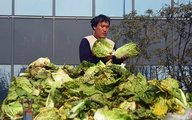 菜价不涨了？我国指出“罪魁祸首”，进行调控！今年“这时”降价