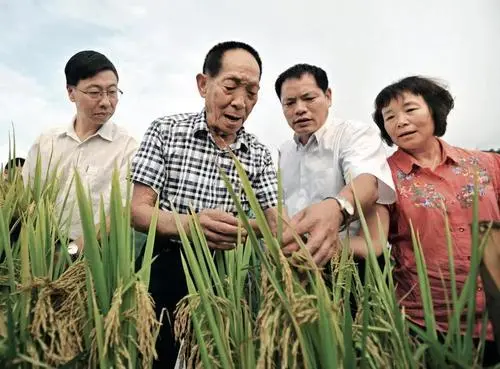 当代神农袁隆平，一个让中国人吃饱的男人，为何却进不了中科院？