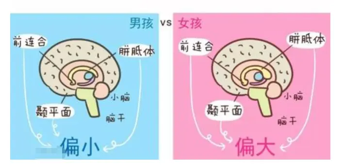 为什么男孩读书不如女孩？脑科学家研究表明：不是笨，是开窍晚