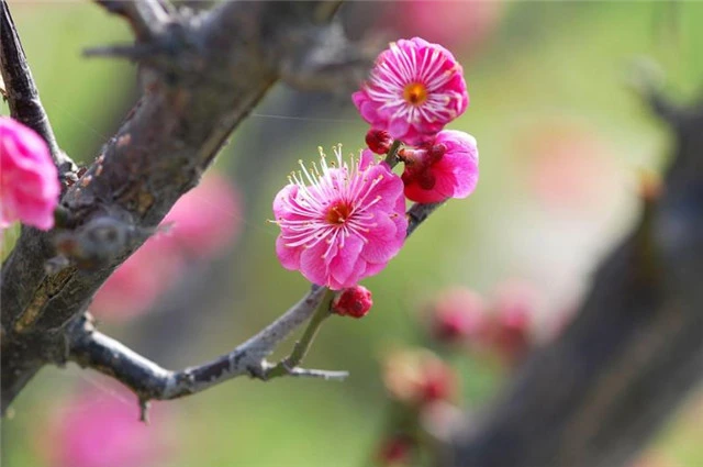 才有梅花便不同，才有梅花便不尘，谁这么喜欢梅花？