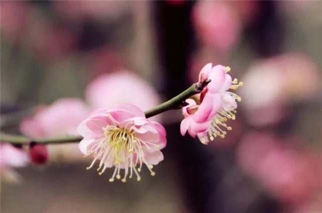 才有梅花便不同，才有梅花便不尘，谁这么喜欢梅花？