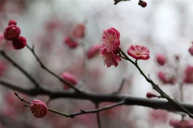 才有梅花便不同，才有梅花便不尘，谁这么喜欢梅花？