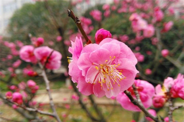 才有梅花便不同，才有梅花便不尘，谁这么喜欢梅花？