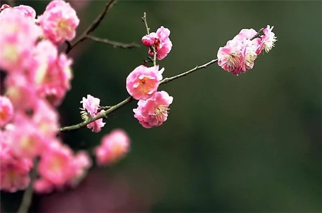 才有梅花便不同，才有梅花便不尘，谁这么喜欢梅花？