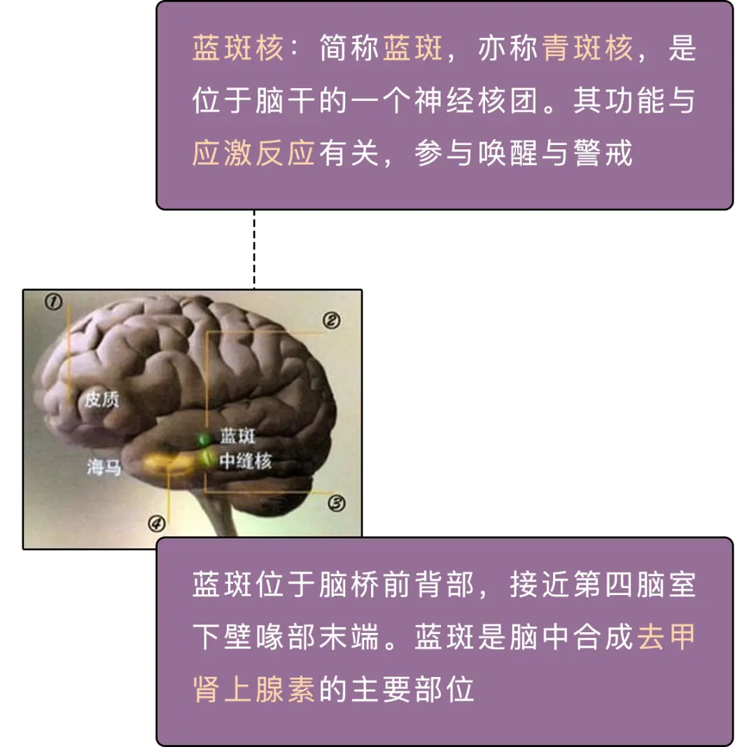 人死前脑子里为啥会出现走马灯？