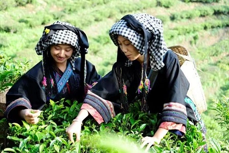 探秘忙肺茶山