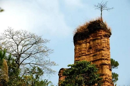 探秘忙肺茶山