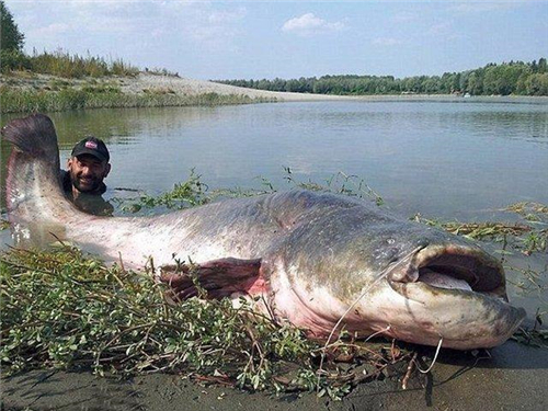 50年代的水怪之谜：水下生物被捕捉后，引发的一系列恶果引人深思