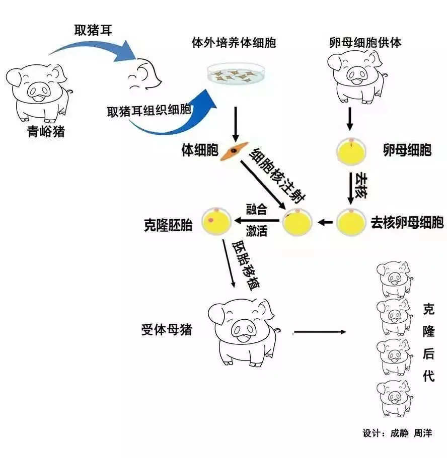 为什么现在再不提克隆人？看看克隆羊多莉的一生，也许你就会明白