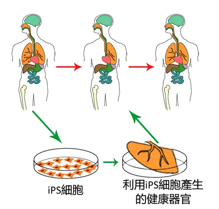 为什么现在再不提克隆人？看看克隆羊多莉的一生，也许你就会明白