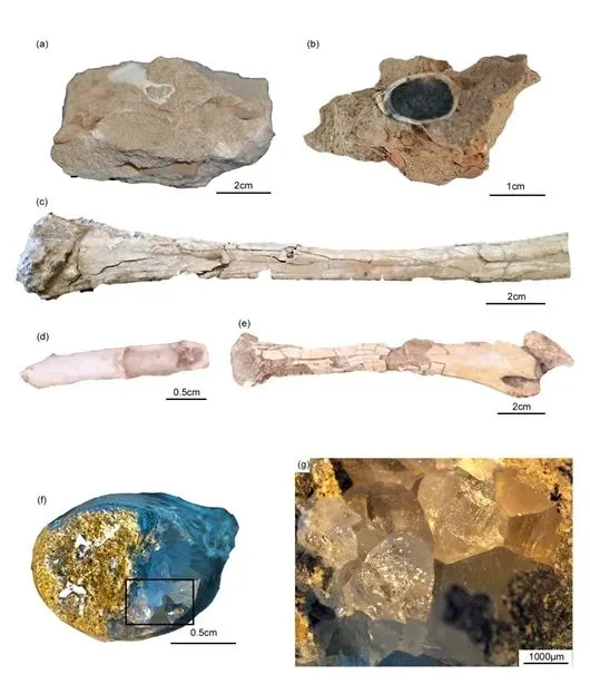 今日科技话题：四倍体野生水稻、哈密翼龙化石、中生代鸟类、土壤微生物、太阳耀斑、咬食