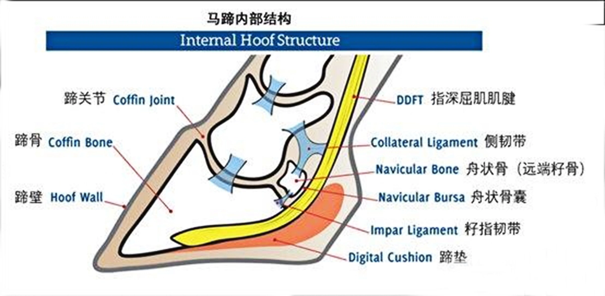 为什么要给马匹钉马掌？铁钉固定在马蹄上，它走路的时候不疼吗？