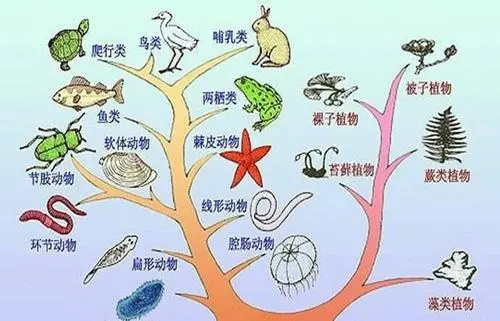 人是鱼进化来的，人身上有什么海洋生物进化的证据吗？