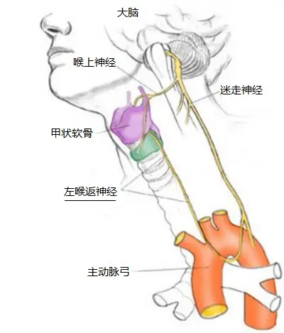 人是鱼进化来的，人身上有什么海洋生物进化的证据吗？