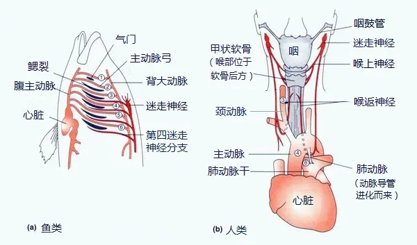 人是鱼进化来的，人身上有什么海洋生物进化的证据吗？