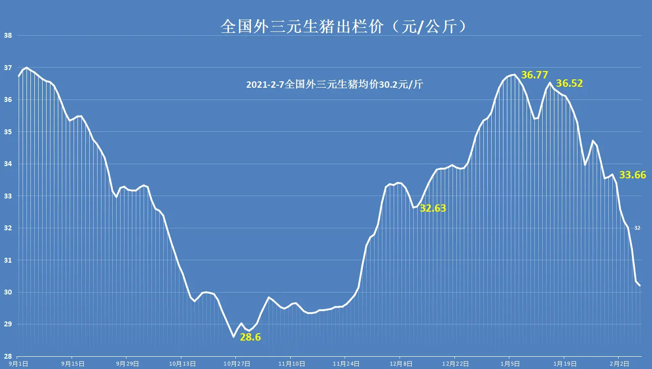 猪价7连跌，14省跌破30元，年后猪价要大涨？附2月7日猪价