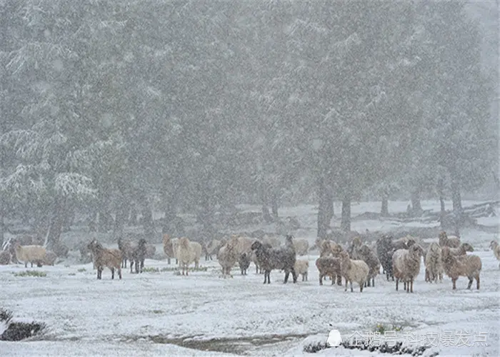 “六月飞雪”都出现了，异常天气接连不断，真的是多灾多难吗？