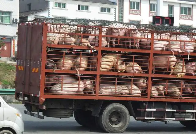 节前的上涨潮：继蛋价牛肉价上涨后，猪价触底飘红，会大涨吗？