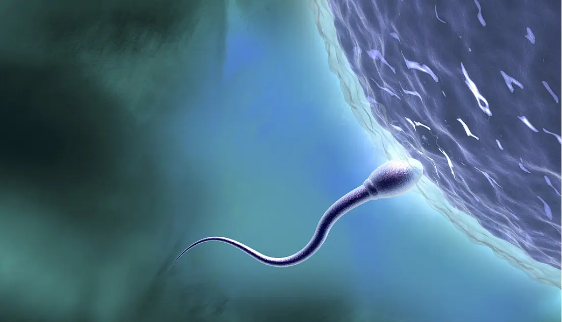 受精前就开始“内卷”了？为了胜利一些精子会毒害竞争对手