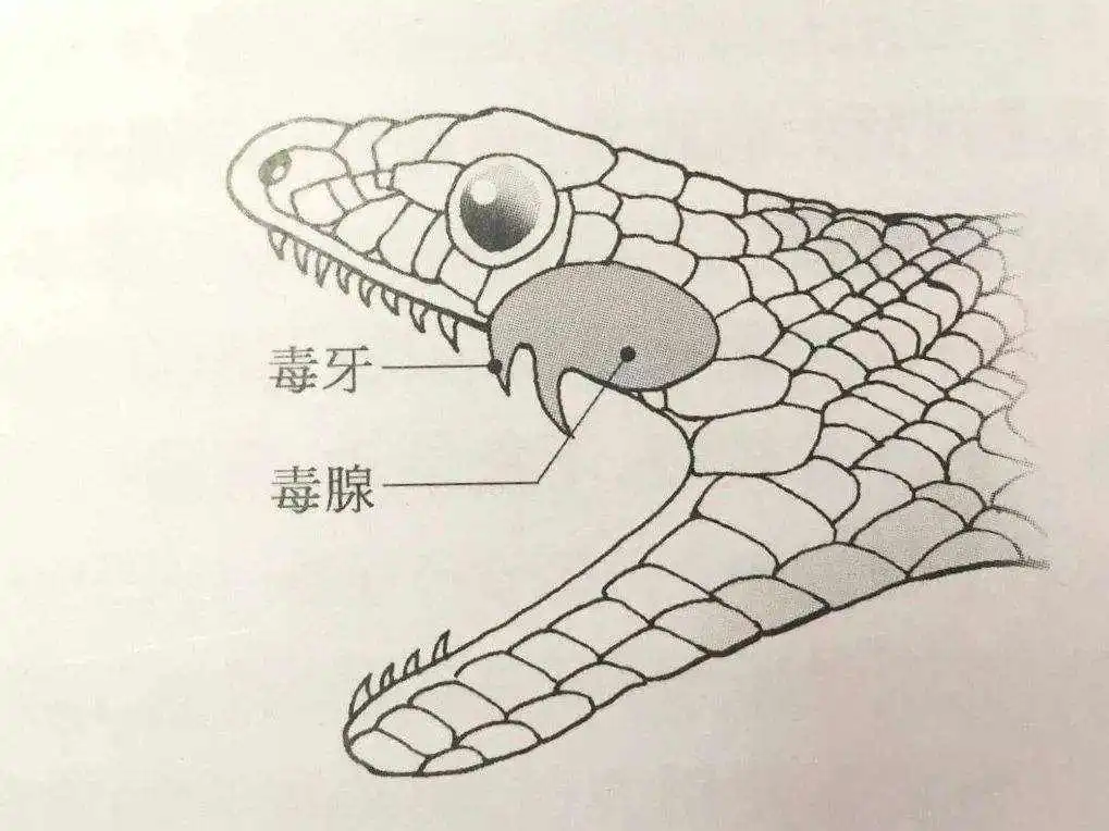 蛇最怕什么？真的不是雄黄粉，研究人员说明了原因