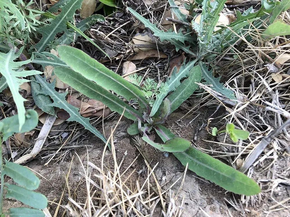 一种苦味野菜，长得像蒲公英，60年代一挖一麻袋，你吃过吗？