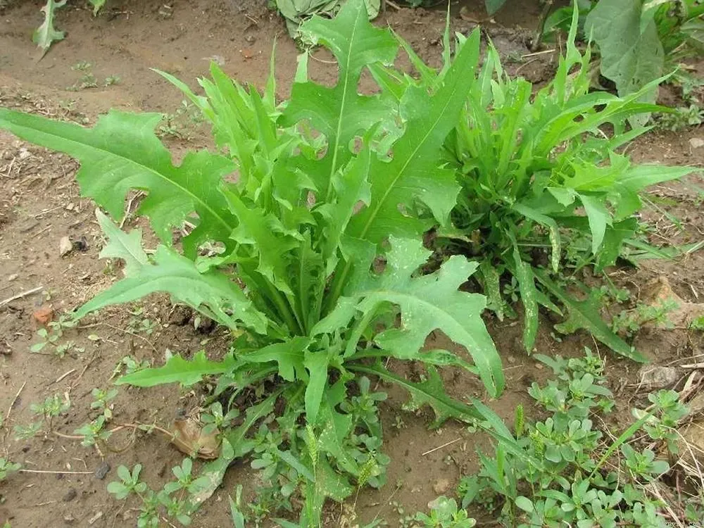 一种苦味野菜，长得像蒲公英，60年代一挖一麻袋，你吃过吗？