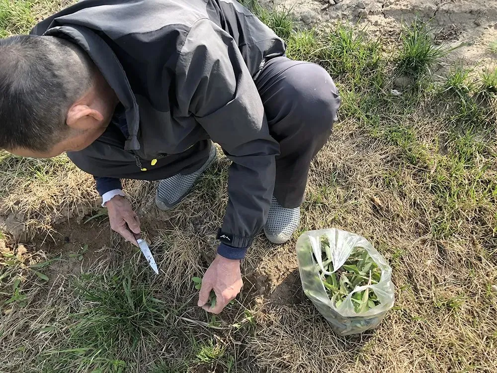 一种苦味野菜，长得像蒲公英，60年代一挖一麻袋，你吃过吗？