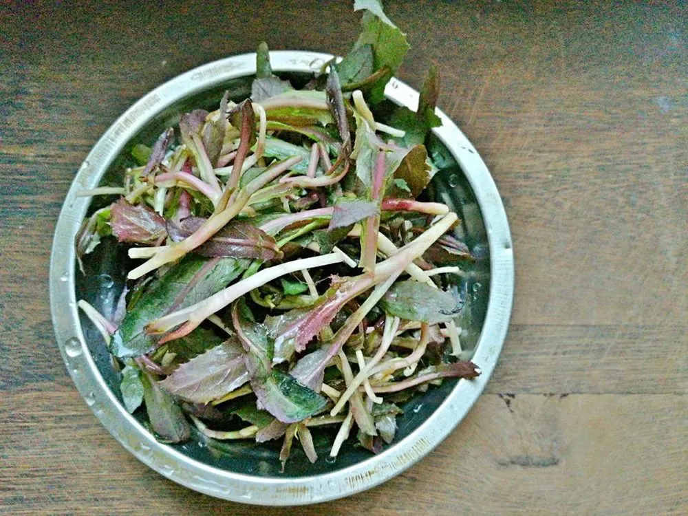 一种苦味野菜，长得像蒲公英，60年代一挖一麻袋，你吃过吗？