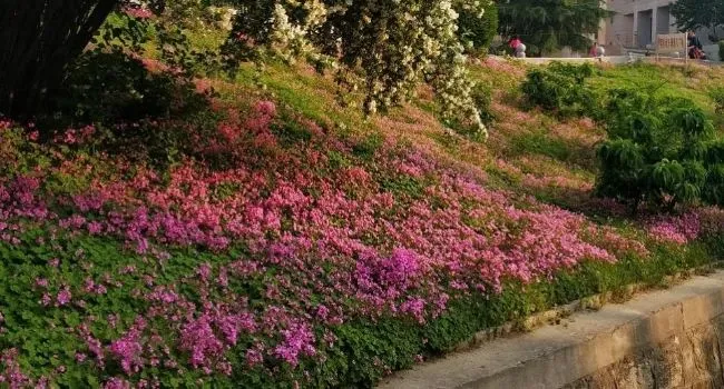 春节送幸运，许愿一年灵！你见过这几种幸运三叶草吗？