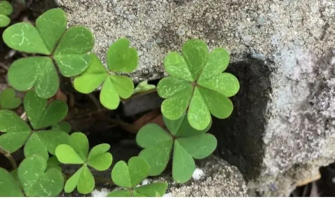 春节送幸运，许愿一年灵！你见过这几种幸运三叶草吗？