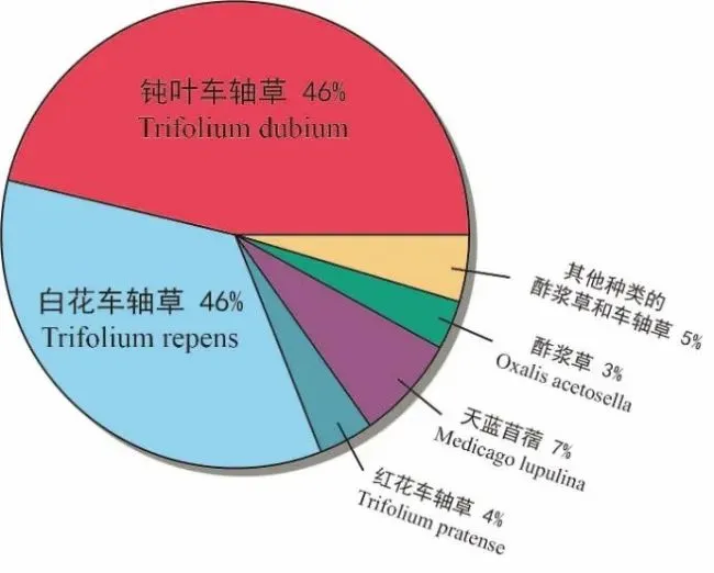 春节送幸运，许愿一年灵！你见过这几种幸运三叶草吗？