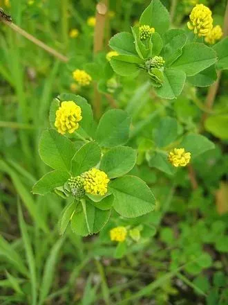 春节送幸运，许愿一年灵！你见过这几种幸运三叶草吗？