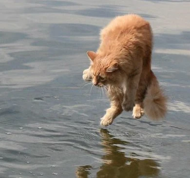 神奇的动物——猫，真的是液体吗？通过严格的物理和数学证明