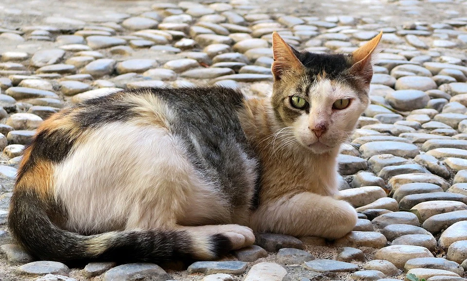 神奇的动物——猫，真的是液体吗？通过严格的物理和数学证明