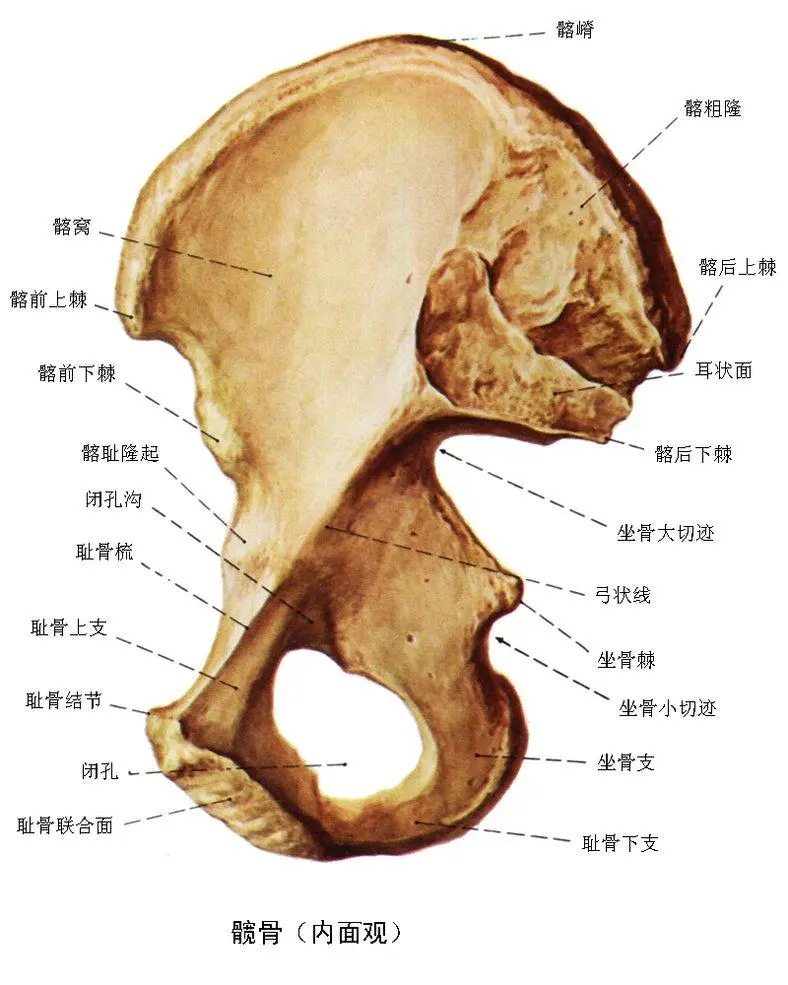 为什么动物生孩子那么轻松，人类却那么痛苦？