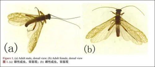 一只虫子竟以胡歌、古天乐命名？专家：发现者拥有命名权