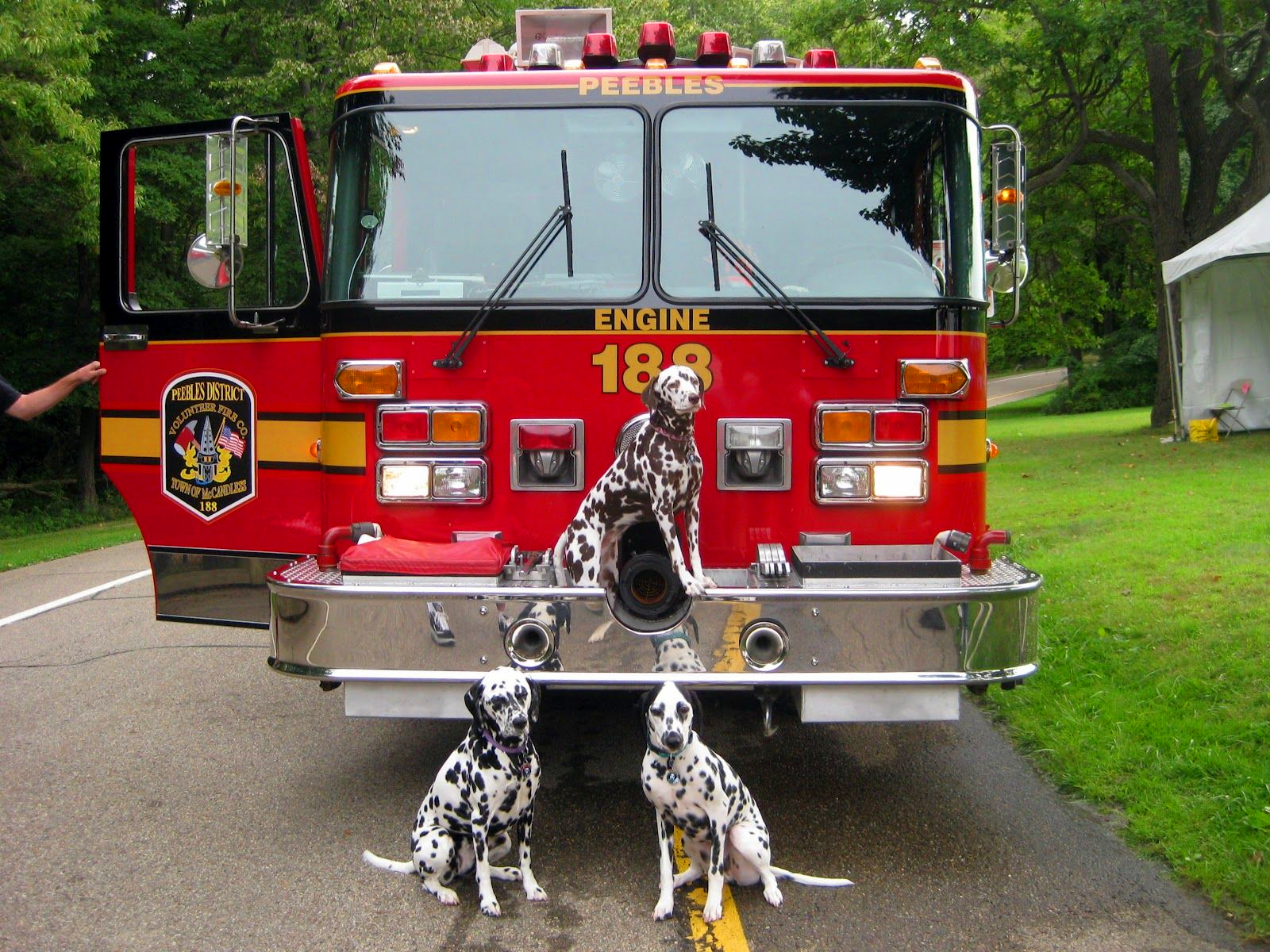 为什么美国的消防犬，都是用斑点狗？原来里面大有门道！
