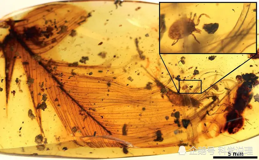 史前最尴尬的事，在交配时变琥珀，4100万年后还要被围观！