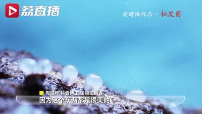 前方高能！90后姑娘拍下神秘莫测的菌物世界，太美了吧！