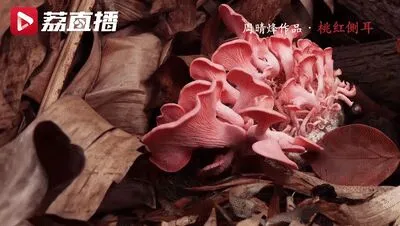 前方高能！90后姑娘拍下神秘莫测的菌物世界，太美了吧！