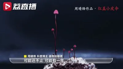 前方高能！90后姑娘拍下神秘莫测的菌物世界，太美了吧！