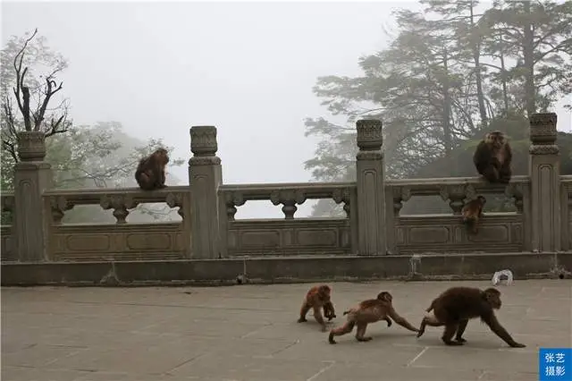 峨眉山上有一群猴，天不怕地不怕的山大王，常年横行霸道欺负游客