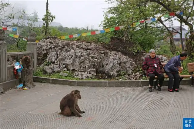 峨眉山上有一群猴，天不怕地不怕的山大王，常年横行霸道欺负游客