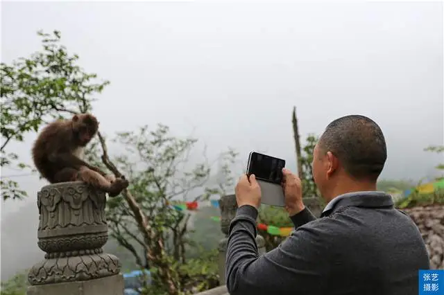 峨眉山上有一群猴，天不怕地不怕的山大王，常年横行霸道欺负游客