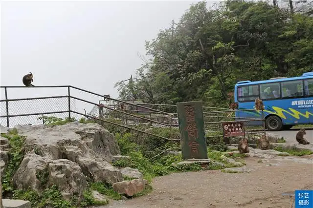 峨眉山上有一群猴，天不怕地不怕的山大王，常年横行霸道欺负游客