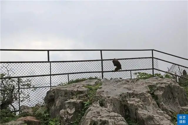 峨眉山上有一群猴，天不怕地不怕的山大王，常年横行霸道欺负游客